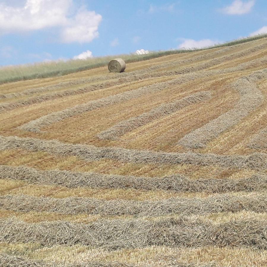 Agriturismo Il Colore Del Grano San Vittore  Екстериор снимка
